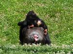 Chimpanzé <i>(Pan troglodytes) </i>