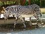 Zebra-de-grevy