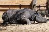 Rinoceronte-indiano <i>(Rhinoceros unicornis)</i>