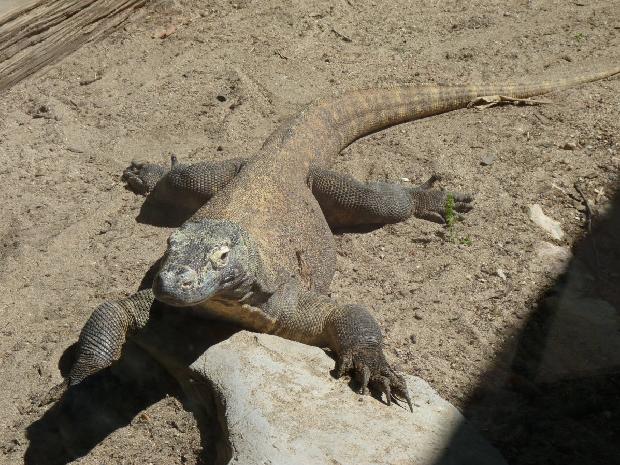 Dragão-de-Komodo