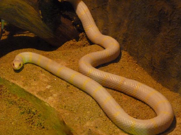 Serpente-rei-californiana