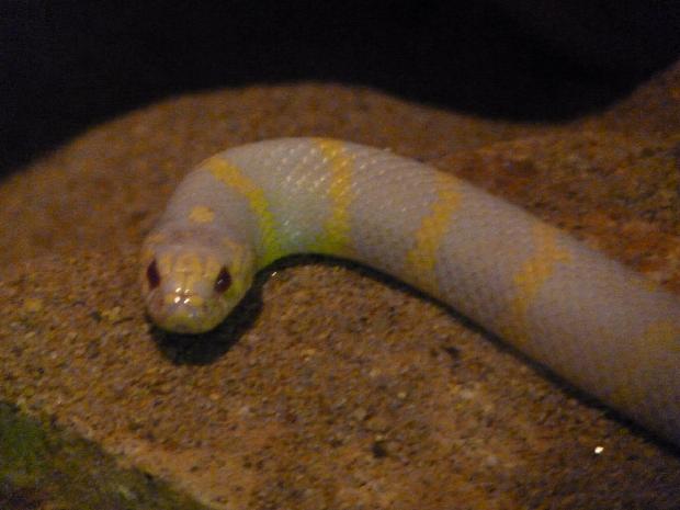 Serpente-rei-californiana