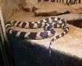 Cobra-real-californiana