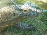 Dragão-de-Komodo <i>(Varanus komodoensis)</i>