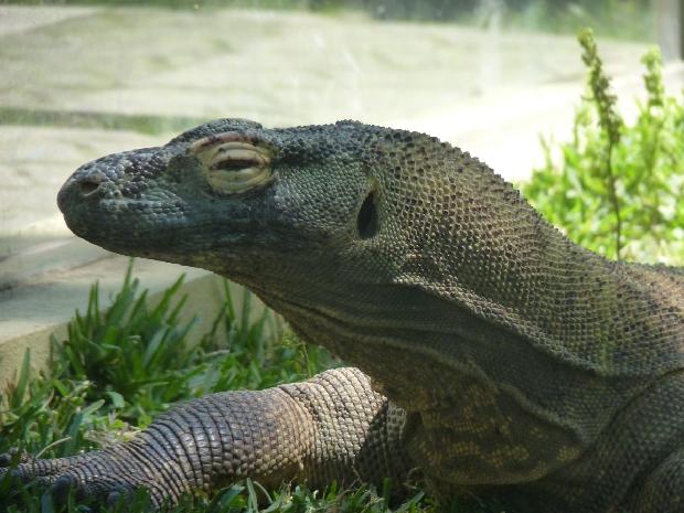 Dragão-de-Komodo