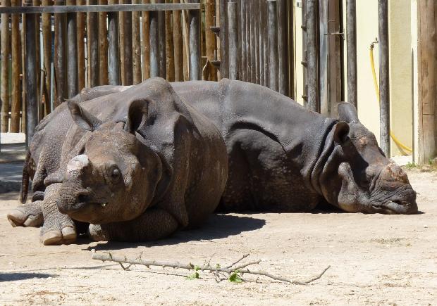 Rinocerontes-indianos