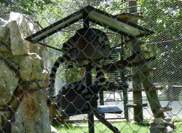 Lémures-de-cauda-anelada