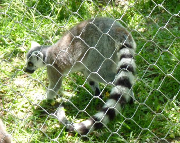 Lémure-de-cauda-anelada