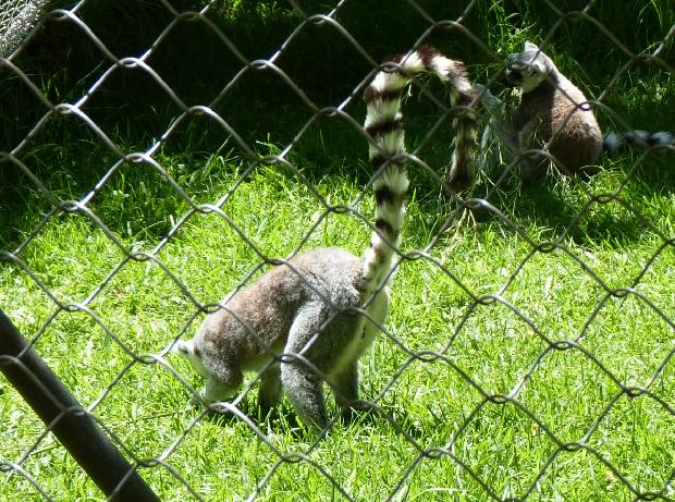 Lémure-de-cauda-anelada