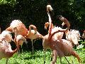 Flamingos-rubros
