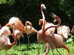 Aves