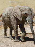 Massacre de elefantes continua