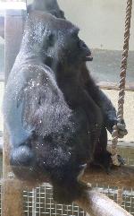 Gorila <i>(Gorilla gorilla) </i> e <i>(Gorilla beringei)</i>