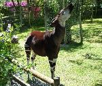 Okapi Animal do Mês no Jardim Zoológico