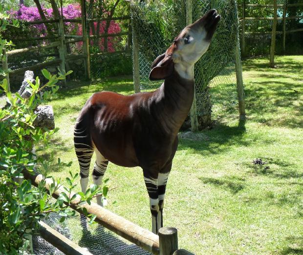 Okapi
