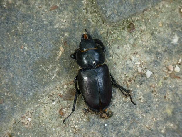 Cabra-loura (Fêmea)