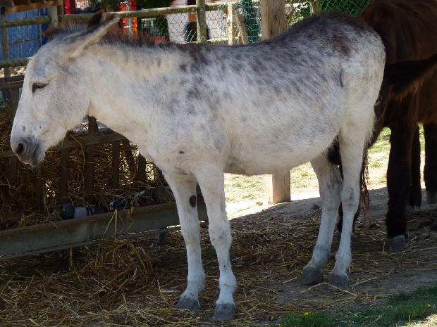 Burro-de-tronco-africano