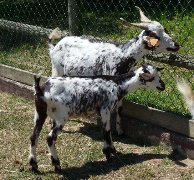 Cabras Algarvias