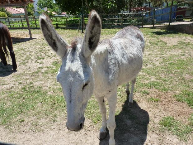 Burro-de-tronco-africano