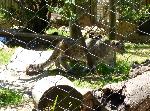 Leopardo-das-neves <i>(Uncia uncia)</i>