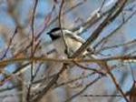 Aves