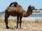 Dromedário <i>(Camelas dromedarius)</i>