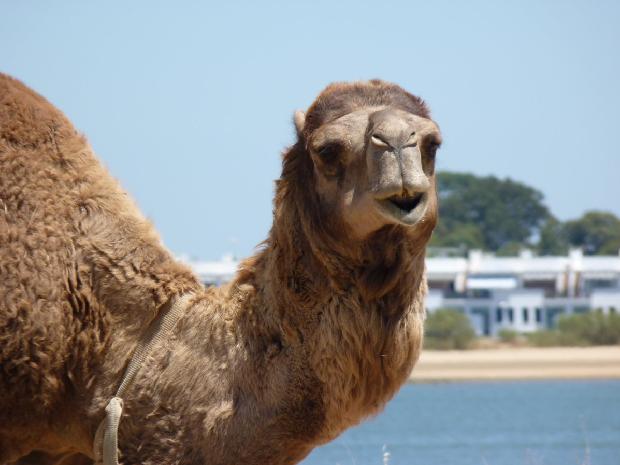 Dromedário