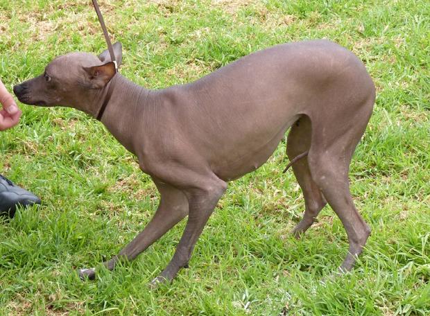 Cão Sem Pêlo do Perú