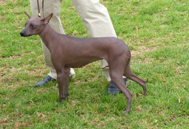 Cão Sem Pêlo do Perú