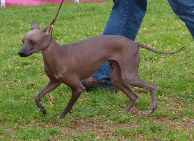 Cão Sem Pêlo do Perú