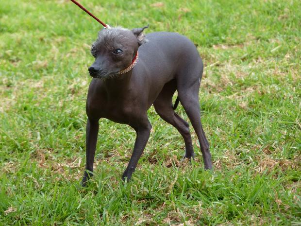 Cão Sem Pêlo do Perú