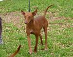 Cães