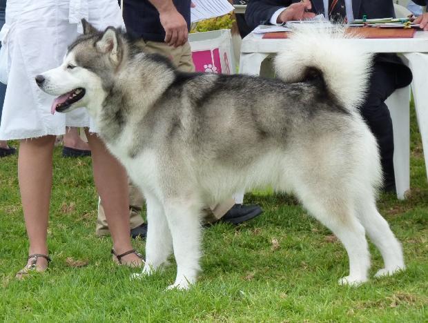 Alaskan Malamute