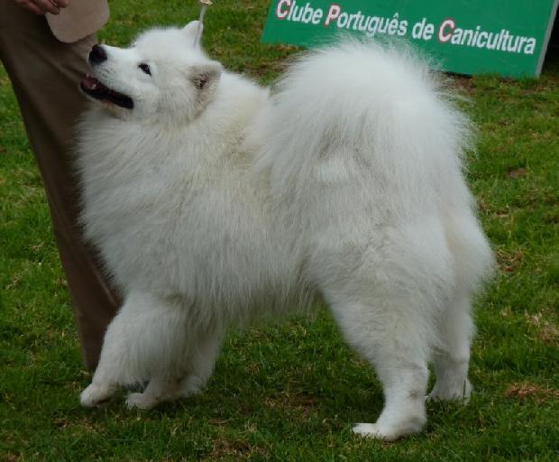 Samoiedo