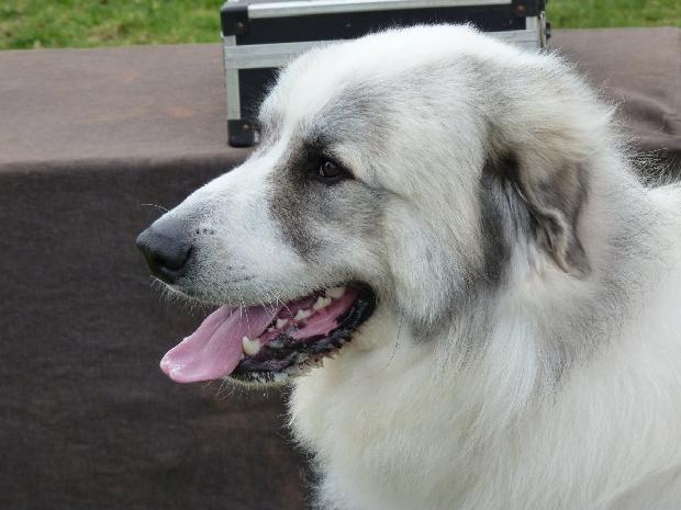 Cão de Montanha dos Pirinéus