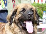 Cães