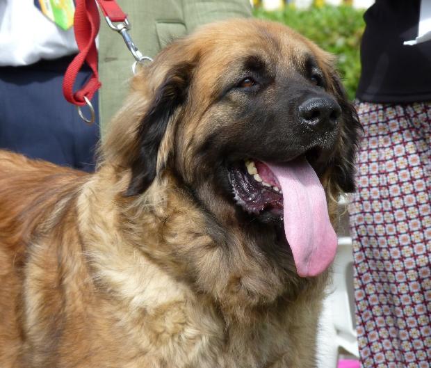Leonberger