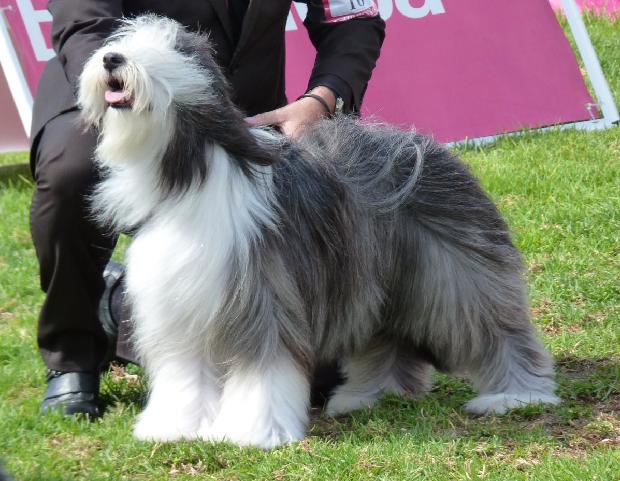 Bearded Collie