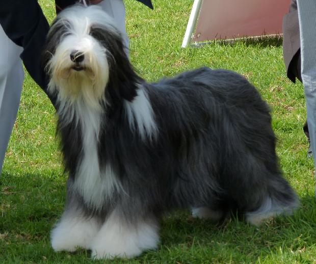 Bearded Collie