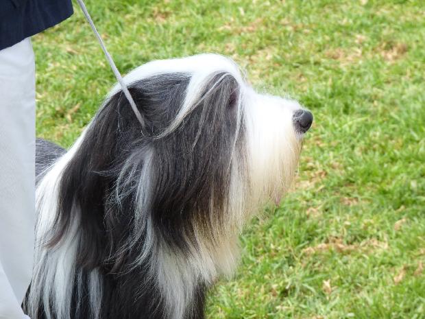 Bearded Collie