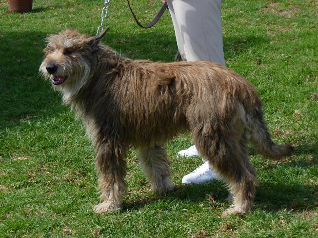 Cão de Pastor da Picardia