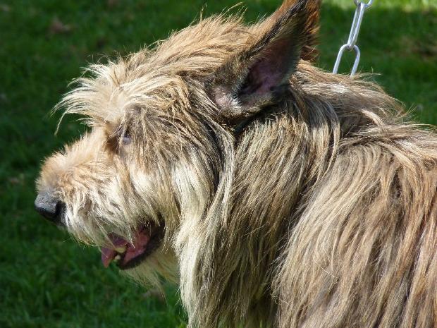 Cão de Pastor da Picardia