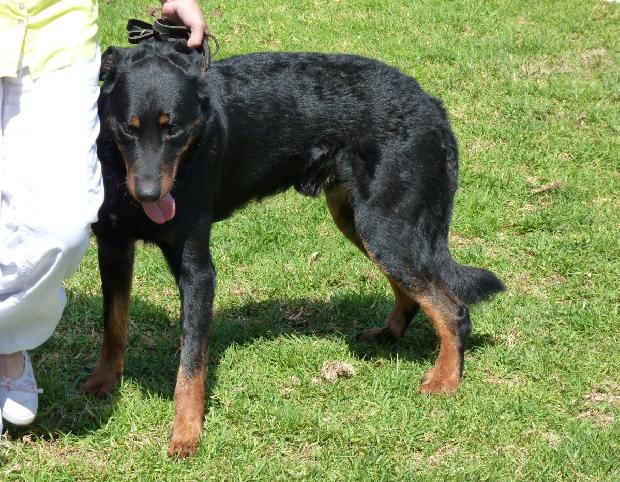 Cão de Pastor de Beauce