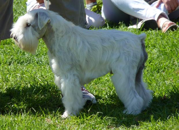 Schnauzer Miniatura Branco