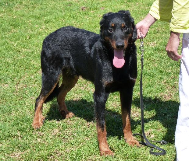 Cão de Pastor de Beauce