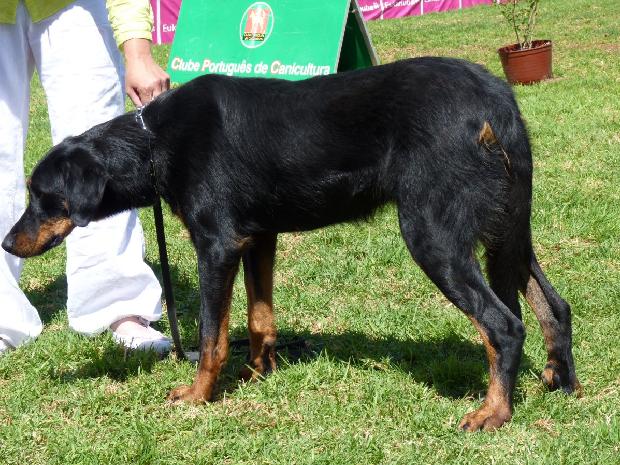 Cão de Pastor de Beauce