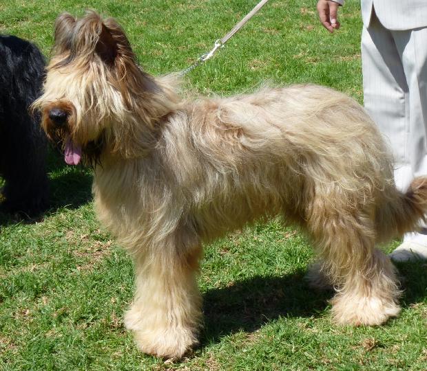 Cão de Pastor de Brie