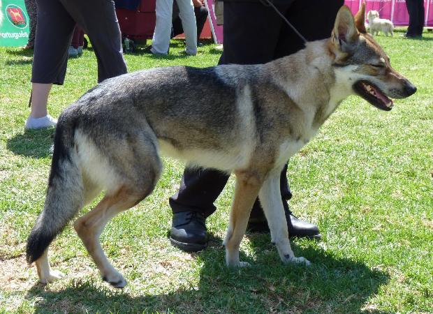 Cão Lobo Checoslovaco