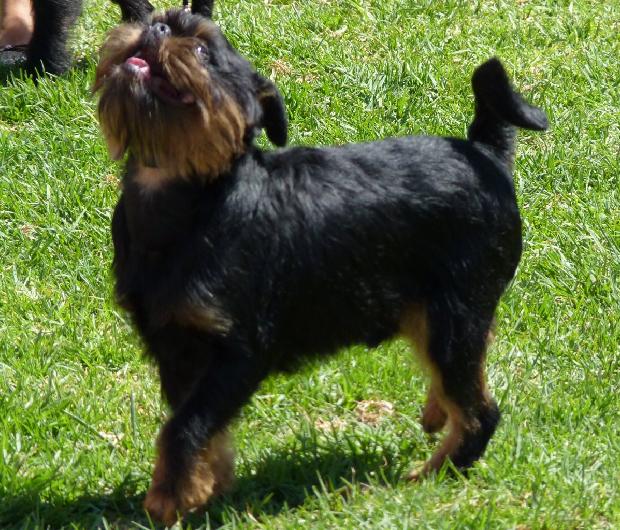 Griffon Belga