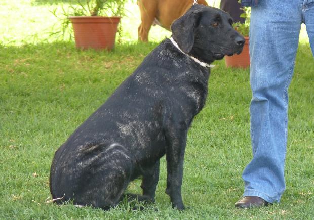 Cão de Castro Laboreiro